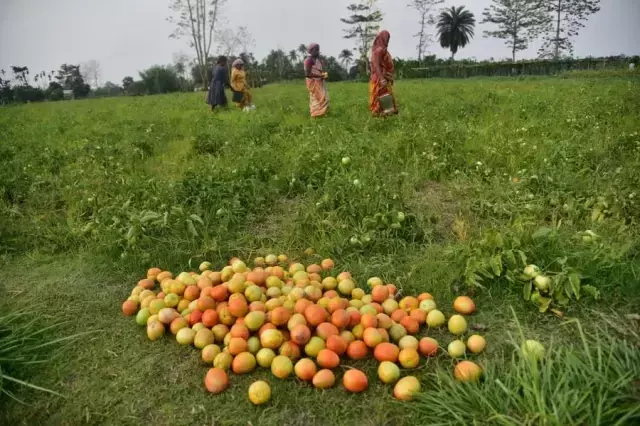 Hindistan'ın Assam Eyaletinde Çiftçiler Domates Hasadına Başladı
