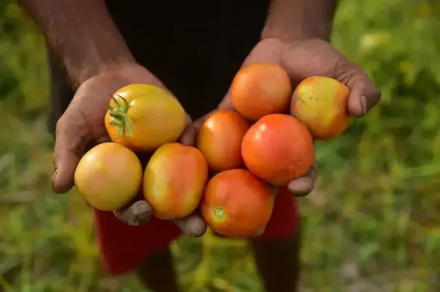 Hindistan'ın Assam Eyaletinde Çiftçiler Domates Hasadına Başladı