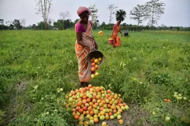 Hindistan'ın Assam Eyaletinde Çiftçiler Domates Hasadına Başladı