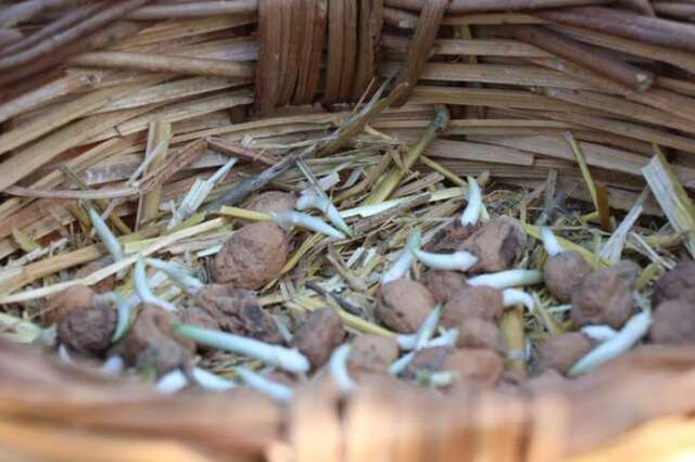 Salep soğanı nedir? Salep soğanı ne için kullanılır, salebin sağlığa faydaları nedir?