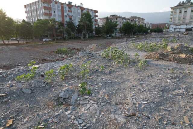 Depremde çöken kuruyemiş dükkanın yerinde ayçiçekleri boy verdi