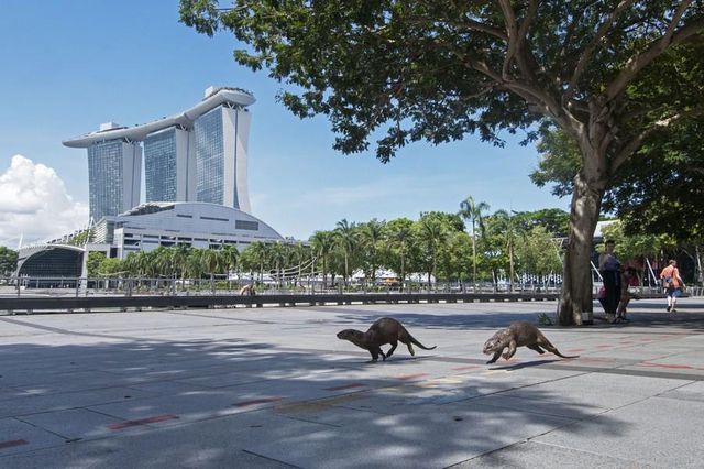 Dünya Su Samuru Günü, Singapur'da Kutlandı