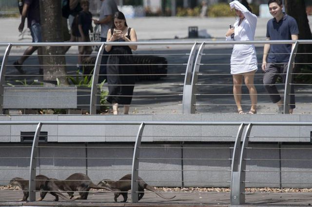 Dünya Su Samuru Günü, Singapur'da Kutlandı