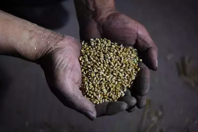 Çin'in Henan Eyaletinde Buğday Hasadı Tamamlanmak Üzere