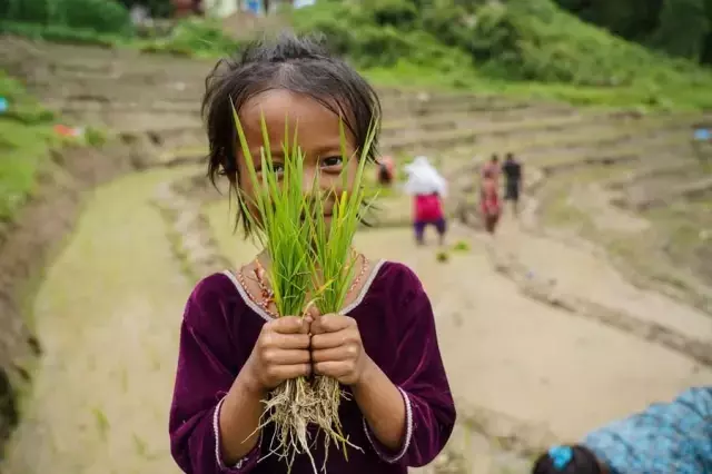 Nepal'de Ulusal Çeltik Günü Kutlandı