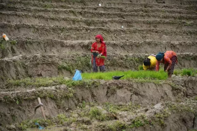Nepal'de Ulusal Çeltik Günü Kutlandı