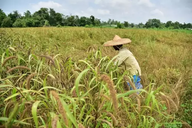 Hindistan'da Bereketli Darı Hasadı Çiftçilerin Yüzünü Güldürdü