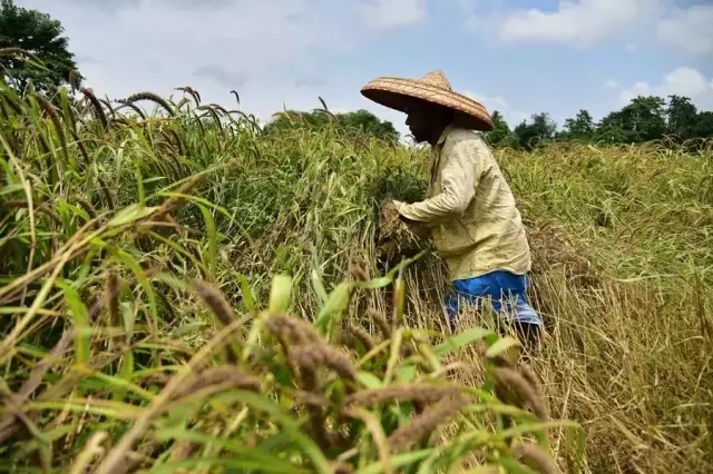 Hindistan'da Bereketli Darı Hasadı Çiftçilerin Yüzünü Güldürdü