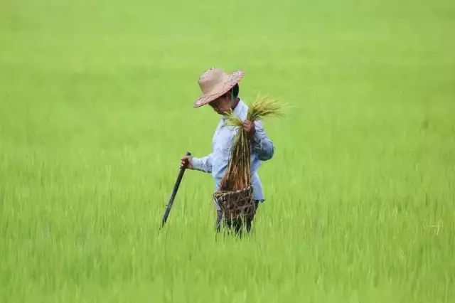 Myanmarlı Çiftçiler Çeltik Hasadından Umutlu