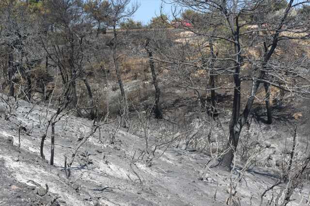Yeşil griye döndü! Çanakkale'de günler sonra söndürülen yangından geriye kahreden bu görüntüler kaldı