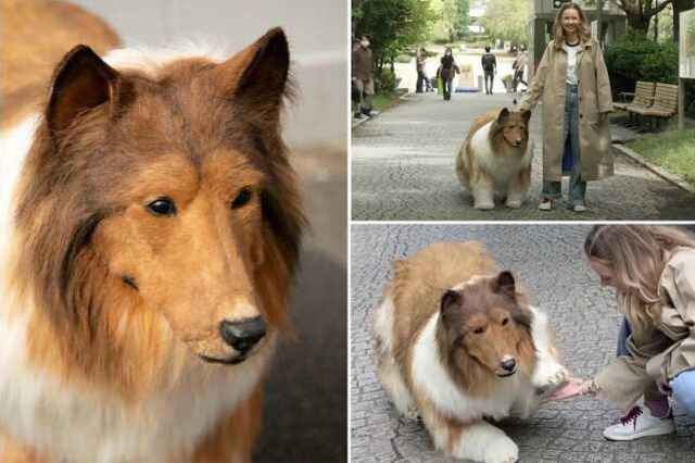 Köpek olmak için 403 bin TL harcayan adamın ilk kez sokağa çıktığı anlar