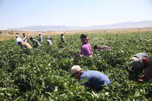 Kahramanmaraşlı çiftçi jalapeno biberiyle 40 ülkeye ihracat yapıyor