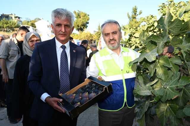 Bursa'nın 'Siyah incisi'nde hasat başladı