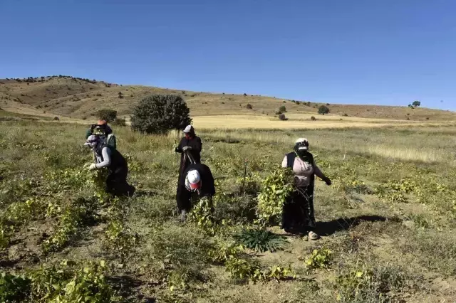 Üretimin yüzde 80 düştüğü Köse fasulyesinin fiyatı 200 TL'ye kadar çıktı