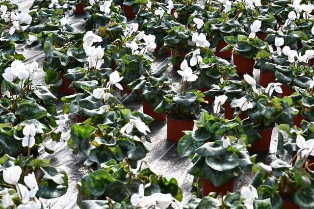 Bursa'nın Çiçekleri Kelesli Çiftçilerin Emeğiyle Açıyor