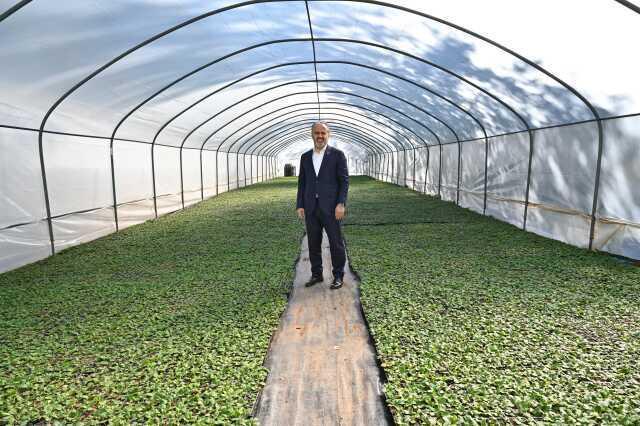 Bursa'nın Çiçekleri Kelesli Çiftçilerin Emeğiyle Açıyor