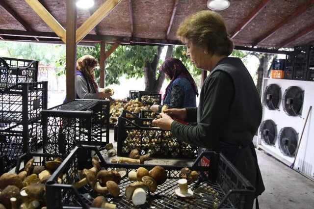 Istranca Ormanları'nda mantar bolluğu! Vatandaşlar kilosunu 150 liradan satıyor