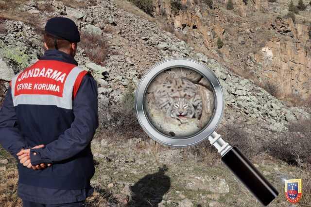 Jandarma Genel Komutanlığı paylaştı: Vaşağı görebildiniz mi?