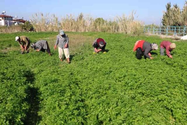 Vatandaş zehirlenmesin diye günlerce mesai yapıyorlar