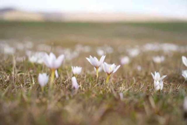 Muş Ovası'ndaki Kardelenleri koparanlara 387 bin TL ceza