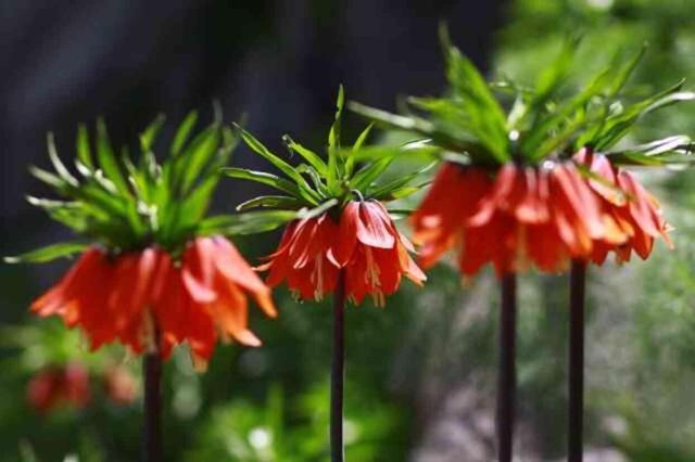 20 günlük ömrü olan çiçeği görmek için kilometrelerce yol katettiler