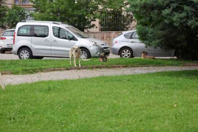 Başıboş köpek sorunu büyüyor! Bu kez parktan geçen genç kıza saldırdılar