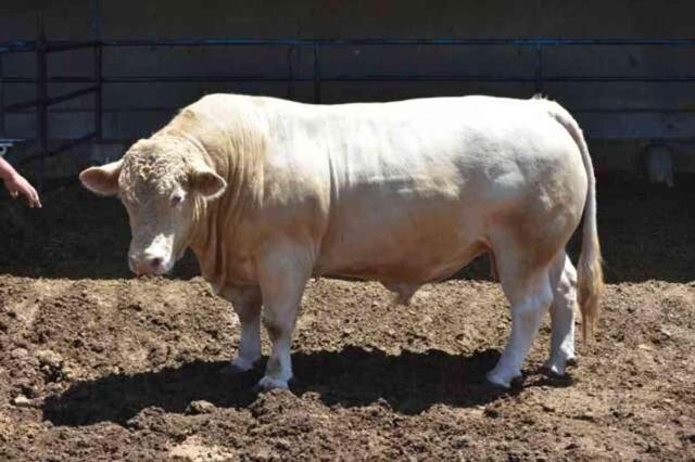 Afyonkarahisar'da 4 tonluk kurbanlık boğalar alıcılarını bekliyor