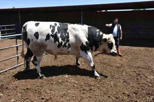 Afyonkarahisar'da 4 tonluk kurbanlık boğalar alıcılarını bekliyor