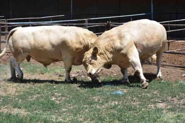 Afyonkarahisar'da 4 tonluk kurbanlık boğalar alıcılarını bekliyor