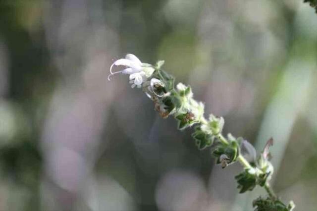 Siirt adaçayını koparan yandı! 387 bin 141 lira ceza uygulanıyor