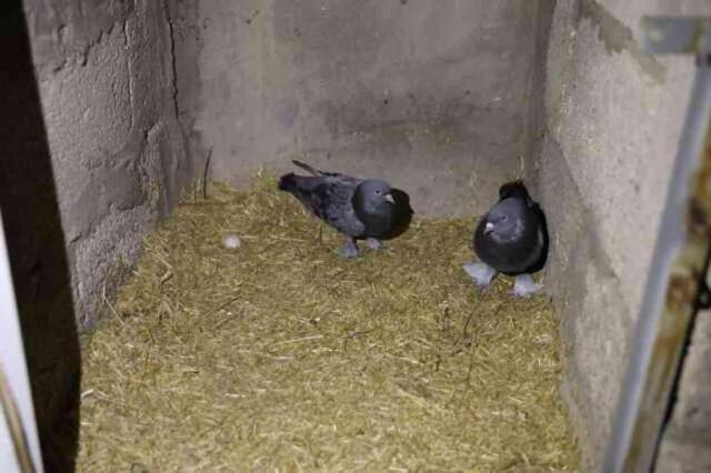 Akıllara durgunluk veren olay! Kiracısını evden çıkarmak için 'büyü' yaptı