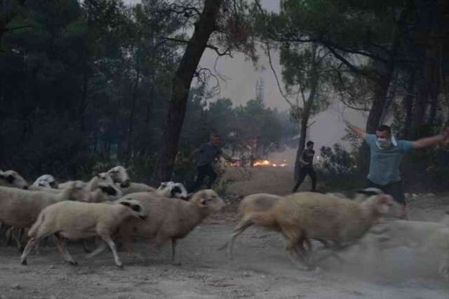 Alevler yerleşim yerlerine sıçramak üzereydi! İzmir'de 20 saattir süren orman yangını kontrol altına alındı