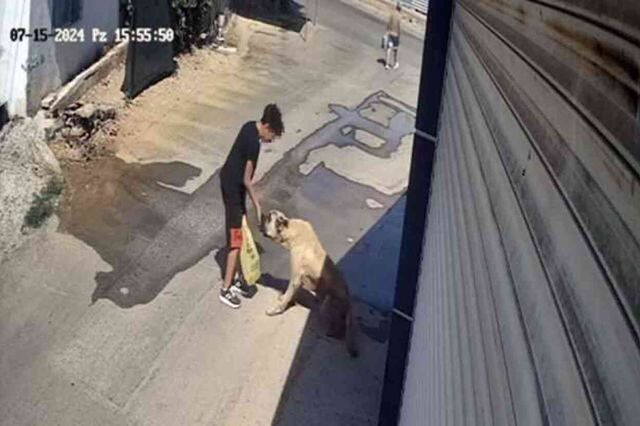 Sokak köpeği, kendisine mama veren küçük çocuğa saldırdı