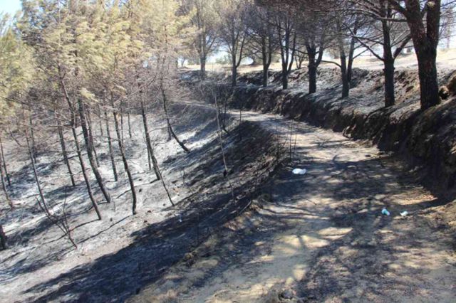 Bakan Yumaklı: İzmir'de 16 ev yandı, 87 ev ve 44 iş yeri tahliye edildi