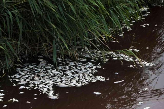 Tonlarca ölü balık deniz yüzeyini kapladı, OHAL ilan edildi