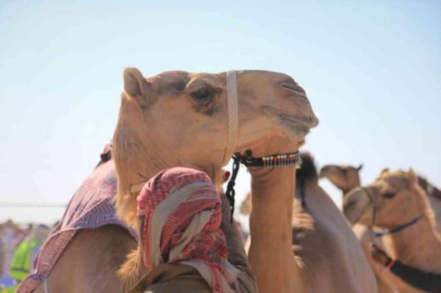 Deve eti yenir mi, helal mi?