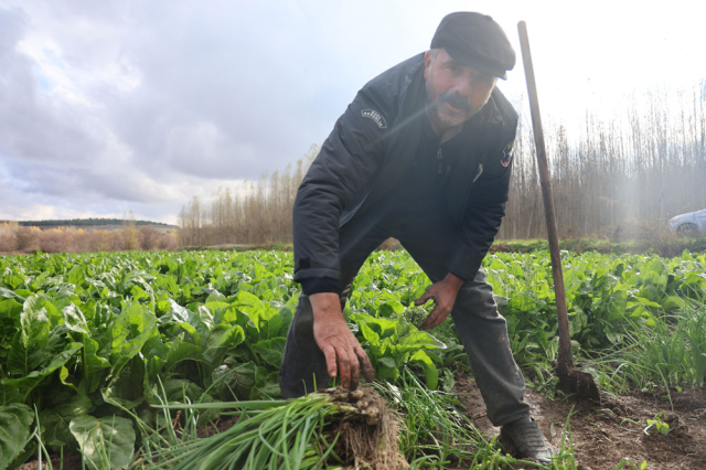 8 bin yıllık bahçede son hasat: Demeti 6 TL'den satılıyor
