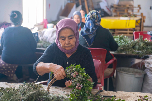 Çöpten toplanıyor, tanesi 109 TL'den Avrupa'ya kapış kapış satılıyor