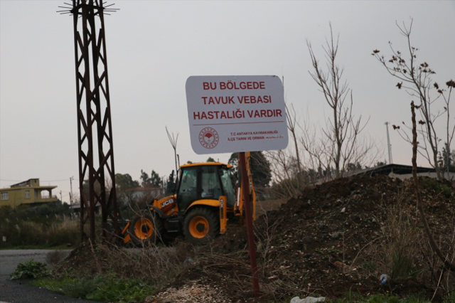 Hatay'da kuş gribi paniği! Derhal karantinaya alındı