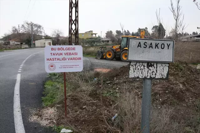 O ilde kuş gribi paniği! Derhal karantinaya alındı