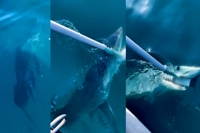 İki ilde köpek balığı paniği! Tekneye saldırdı