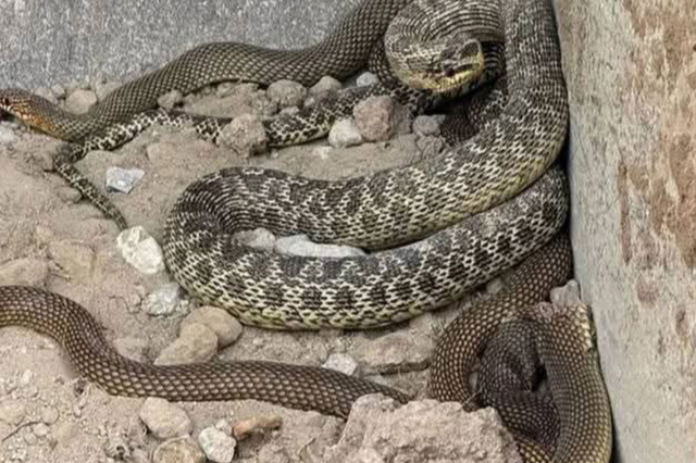 Kepçe operatörü hayatının şokunu yaşadı! İş makinesine yılanlar takıldı