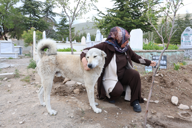 Garip, sahibinin mezarının başından ayrılmıyor