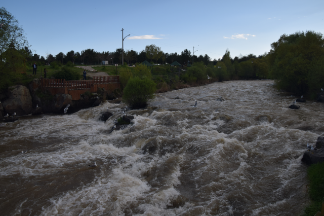 İnci kefalinin Deliçay'daki zorlu göçünü yüzlerce kişi izledi