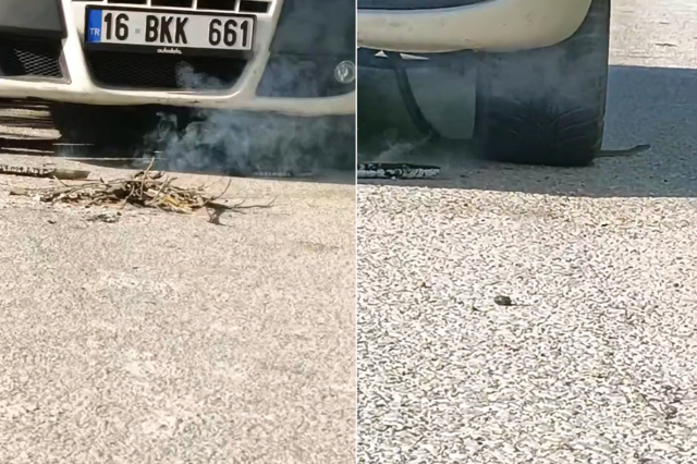 İnegöl'de Yılan Korkusu: Mahalleli Tedirgin
