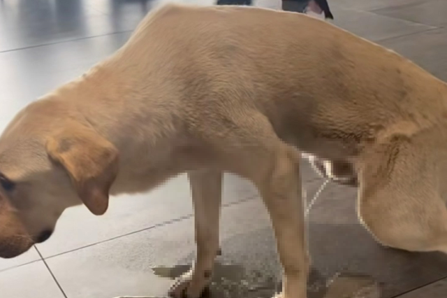 Başıboş köpek, hastane kafeteryasına tuvaletini yaptı