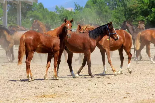 Efsane Aygır Baba Mevlüt'ün Sperması 250 Bin Liradan Satışta
