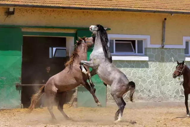 Efsane Aygır Baba Mevlüt'ün Sperması 250 Bin Liradan Satışta