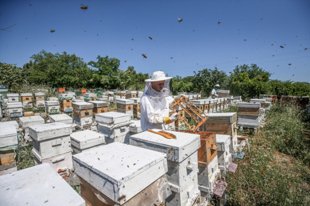 Bursa'da 4 arkadaş eşleriyle ürettikleri arı sütünü yurdun dört bir yanına gönderiyor