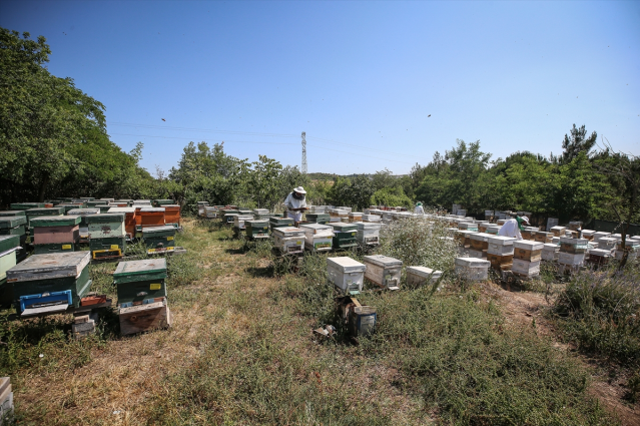 Bursa'da 4 arkadaş eşleriyle ürettikleri arı sütünü yurdun dört bir yanına gönderiyor